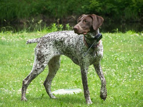 German Shorthaired Pointer - My Doggy Rocks