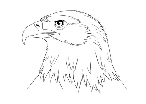 How to Draw an Eagle Head Step by Step - EasyDrawingTips