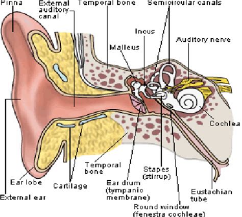 [DIAGRAM] Middle Ear Bone Diagram - MYDIAGRAM.ONLINE