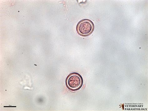 Echinococcus Granulosus Egg Morphology