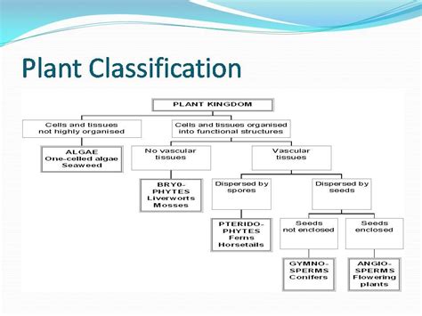 Plant Classification Chart