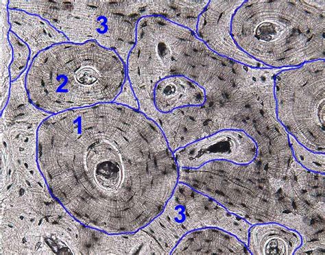 Lamellae Bone