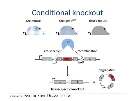 PPT - Research Techniques Made Simple: Generation of complete or tissue ...