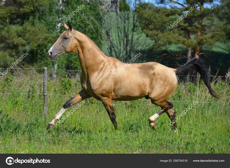 Buckskin Akhal Teke Breed Horse Running Trot Field Summer Animal Stock ...