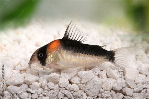 Cory catfish Corydoras duplicareus tropical aquarium fish Stock Photo ...