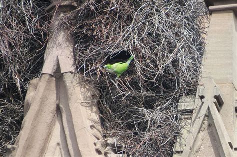 A Brooklyn Monk Parakeet Nesting : r/birdwatching