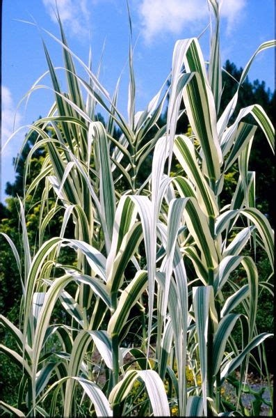 Arundo donax Peppermint Stick | Ornamental grasses, Variegated plants ...