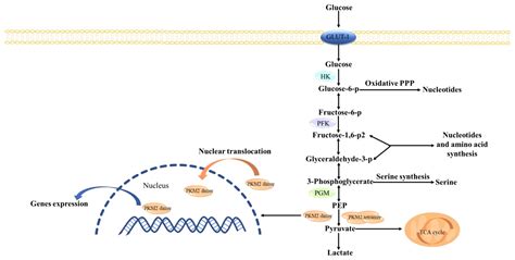 Pyruvate Kinase Glycolysis