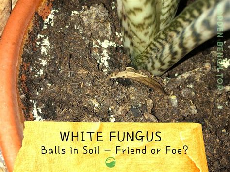 White Fungus Balls in Soil: GOOD, BAD or UGLY? [MUST READ]