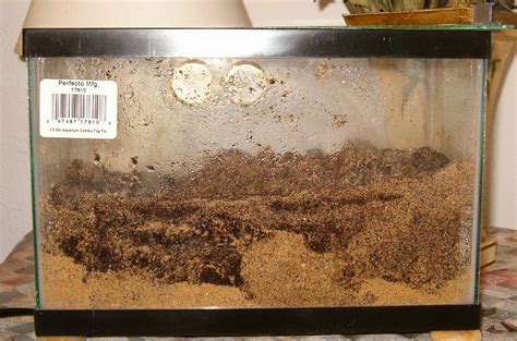 Setting up an Isolation Tank for molting – All Things Crabby