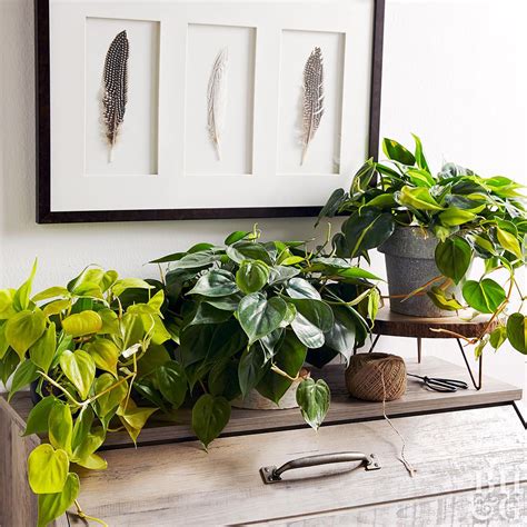 9 Common Houseplants You Might Not Know Are Poisonous | Indoor plants ...