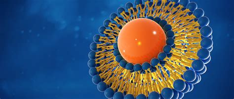 Innovative Drug Delivery Technique Uses Liposomes - Research ...