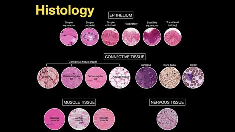 Introduction to Histology - YouTube