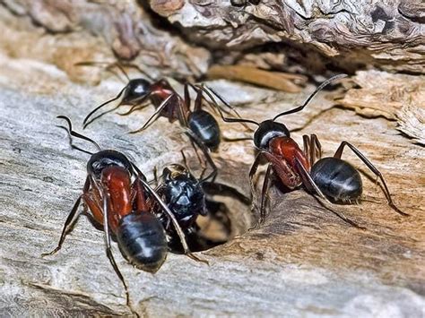 Wood Damage & Other Carpenter Ant Infestation Warning Signs