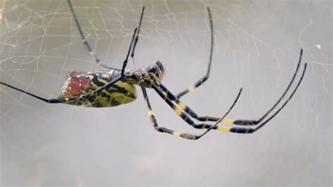 Joro spiders spotted near NJ: What to do if you see one, map | FOX 5 ...