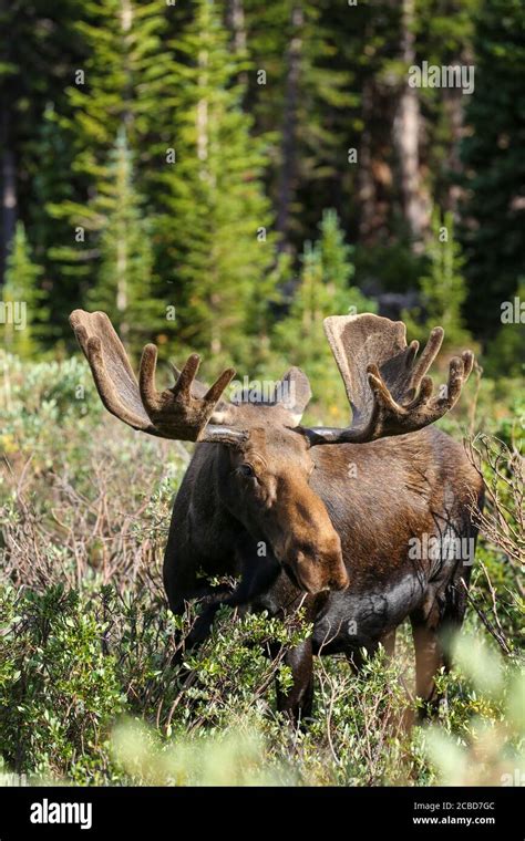 Bull moose with velvet antlers in lush green forest Stock Photo - Alamy