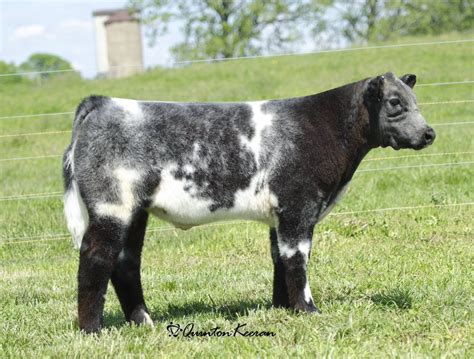 Blue Roan Shorthorn | Animals, Show cattle, Show cows