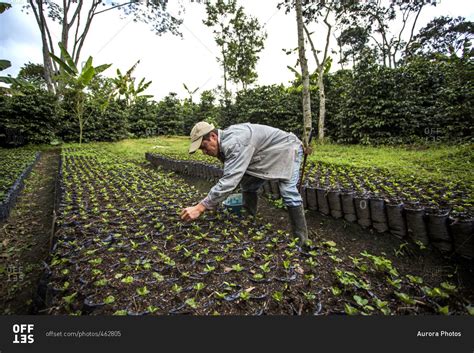 Man Harvesting Coffee Bean On Field In Manizales, Columbia stock photo ...