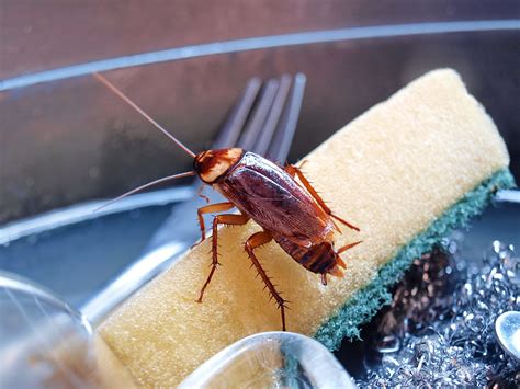 Cockroach Pest Control Services