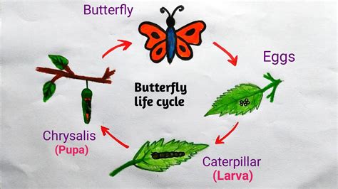 Draw Life Cycle Of Butterfly