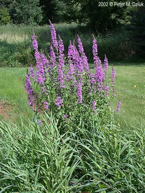 Lythrum salicaria (Purple Loosestrife): Minnesota Wildflowers