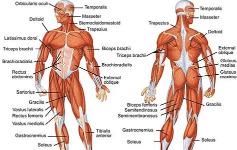 Human Body: Anatomy, facts and functions