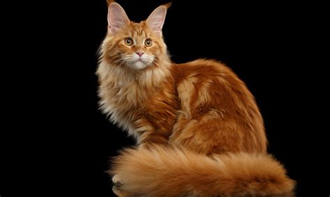 5 Breeds of Orange Cats | NutriSource Pet Food