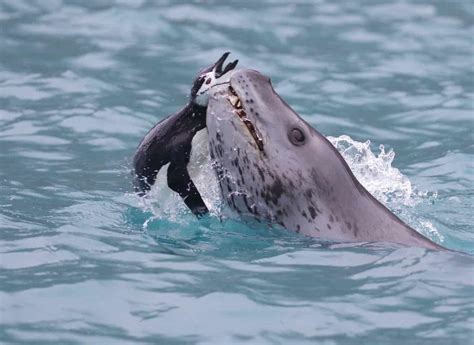 Feeding Frenzy: Do Leopard Seals Eat Penguins? - MarinePatch