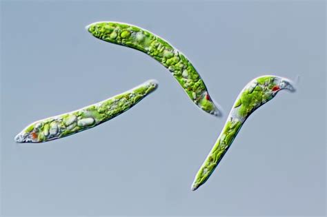 Euglena Deses Protist Photograph by Gerd Guenther | Fine Art America