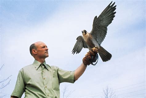 Remembering Tom Cade, the Father of Peregrine Falcon Conservation | Audubon