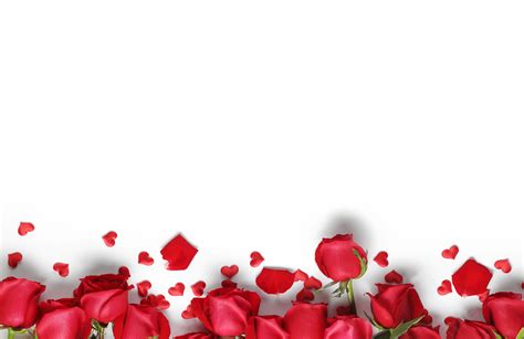 Rose Background, Photos, and Wallpaper for Free Download