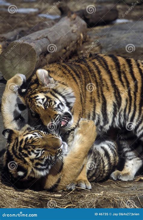 Tiger cubs playing stock image. Image of fighting, learning - 46735