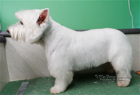 Westie Haircut Pictures | Dog groomers, Pet grooming, Westie dogs