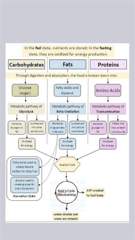 Metabolism. | Consigli scolastici