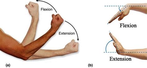 4: Flexion/Extension Motion of (a) Elbow Joint and (b) Wrist joint ...