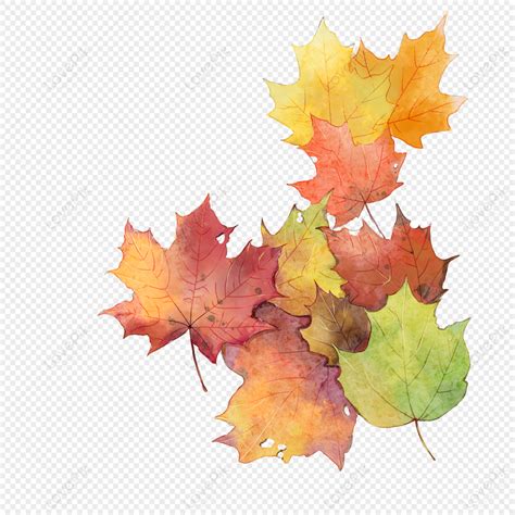 Watercolor Autumn Red Maple Leaves PNG Transparent And Clipart Image ...