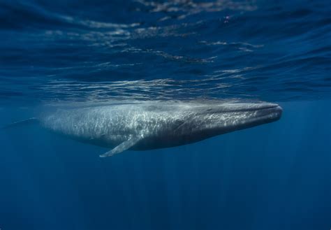 Blue whale feeding in surface waters - Blue whale feeding in surface