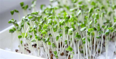 Broccoli Sprouts: One of Nature's Top Cancer-Fighting Foods - Dr. Axe