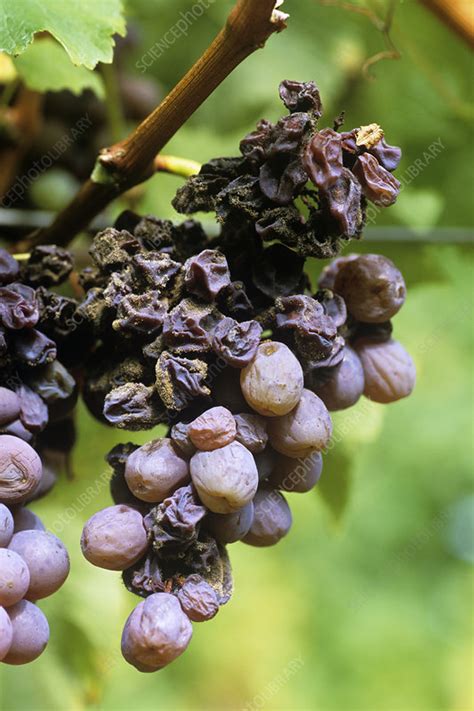 Noble rot on grapes - Stock Image - E770/1339 - Science Photo Library