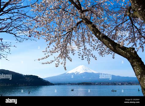 Fuji and cherry blossom from kawaguchi lake Stock Photo - Alamy