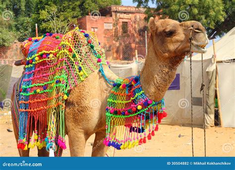 Decorated Camel during Festival in Pushkar India Stock Photo - Image of ...