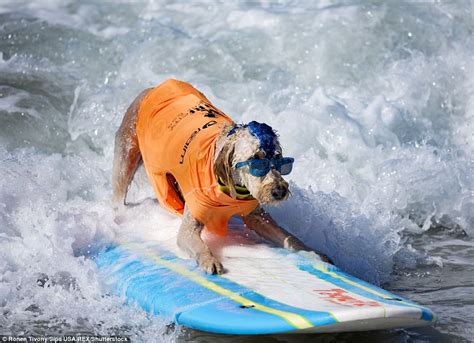 Dogs shred waves at Huntington Beach surfing competition | Daily Mail ...