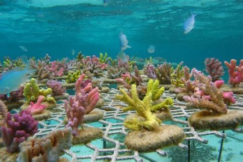 Corals for Conservation - Restoring Reefs in the South Pacific