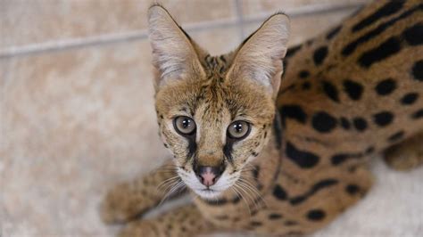 Search launched for exotic cat that appeared in Georgia woman's bedroom ...