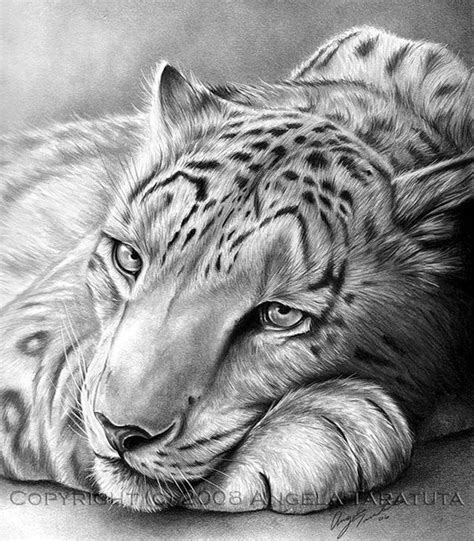 a pencil drawing of a white tiger laying down