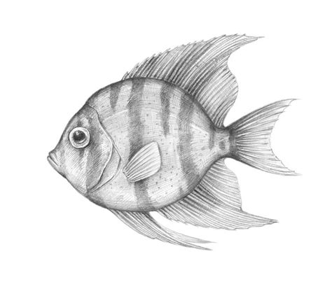 How to draw a fish! | Fish sketch, Fish drawings, Fish drawing pictures