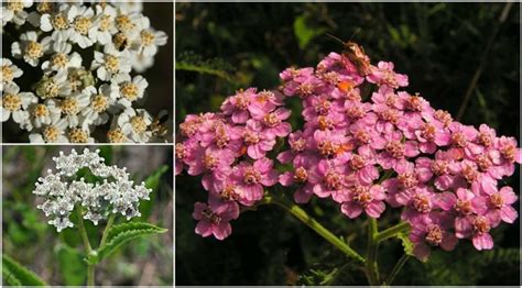 Achillea millefolium: A flowering plant that Achilles carried on the ...