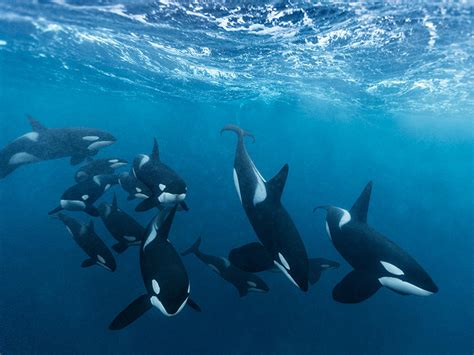 🔥 A large pod of Orcas. By: Paul Nicklen : r/NatureIsFuckingLit