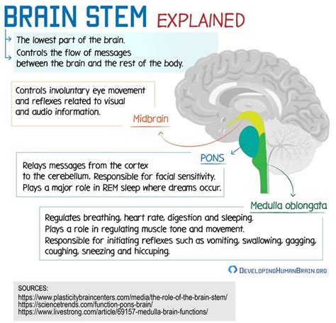 Brain Stem Function Psychology - HannarilMartinez