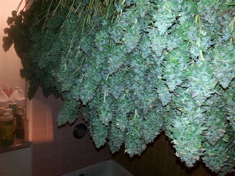 Original Guide to Drying and Curing Marijuana Buds | Grow Weed Easy